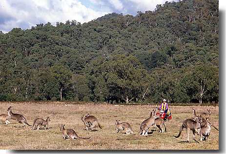 Australia Bicycle Touring Photos Cycling in Kanga herd