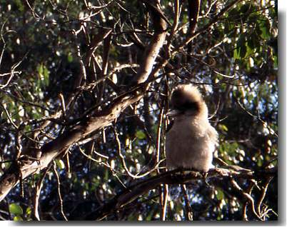Australia Bicycle Touring Photos Kookaburra in gum tree