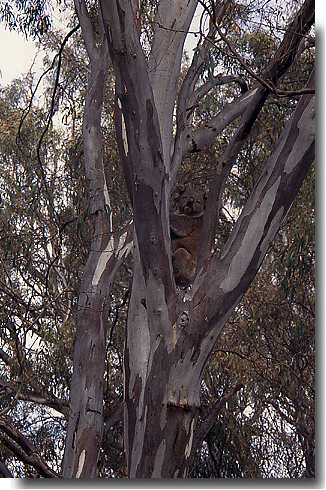 Australia Bicycle Touring Photos Koala