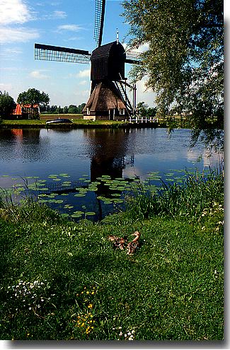 windmill and ducks