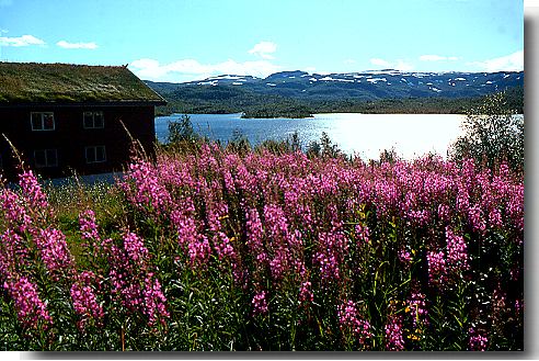 Norway fireweed