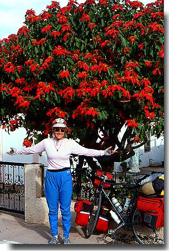 poinsettia tree