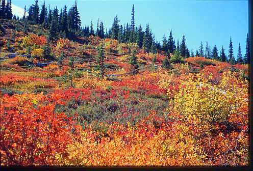 Autumn Splendor