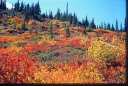 Kelly Peak Autumn Splendor