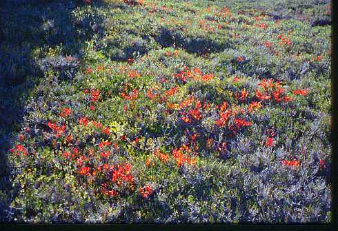 Indian Paintbrush