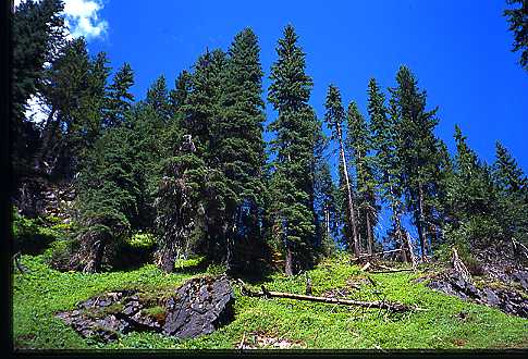 Blue Sky & Green Trees