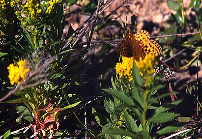 Butterfly on goldenrod