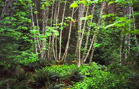 Ferny Forest