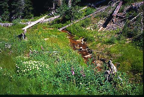 Field and stream