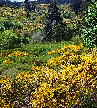 Gorse