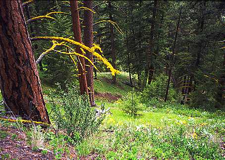 Lichen branches