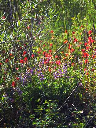 Lots of flowers