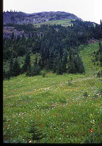 Meadow flowers