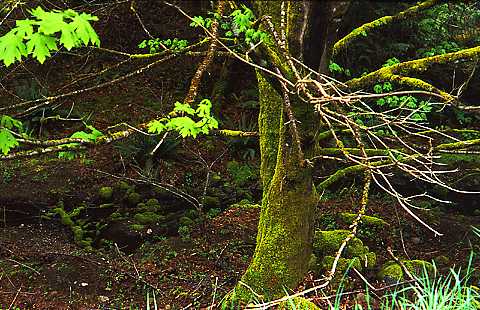mossy trunk