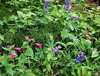 Mountain Lupine