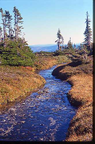 Mountain stream