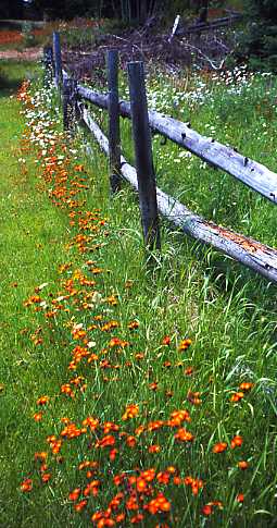 Old fence and flowers