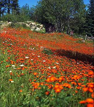 Orange flowers