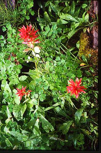 Indian Paintbrush