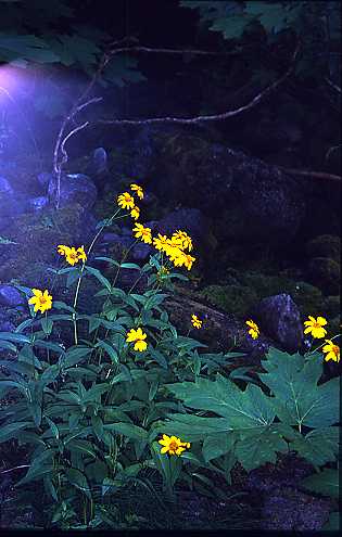 Yellow Flowers