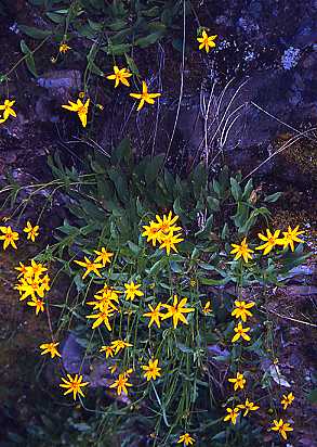 Yellow Fleurs