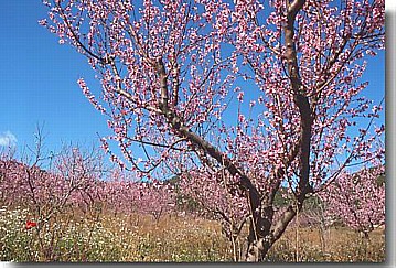flowering almond trees.jpg