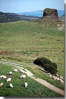 Nuraghe and sheep.jpg